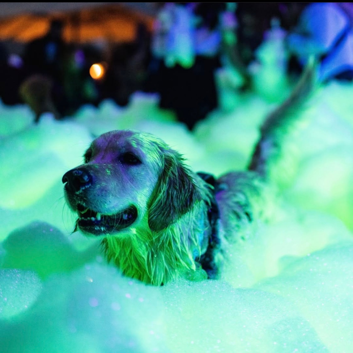 Fun for the whole family - Foam O Clock Party Rentals foam party rentals Windsor, CO