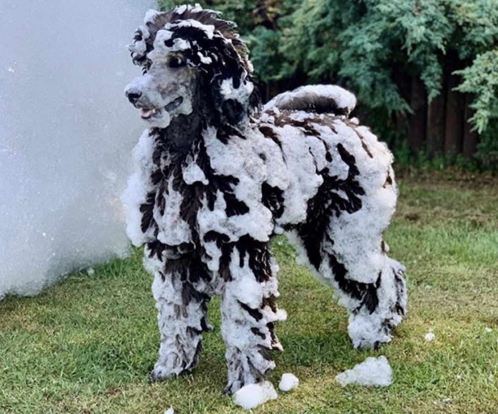 Safe foam - even pets love it - Foam O Clock Party Rentals foam party rentals Windsor, CO